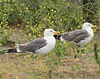 juvenile LBBG in October, ringed in Norway. (131273 bytes)